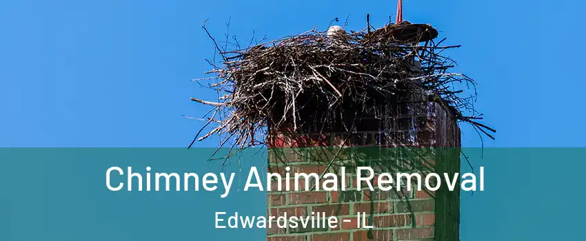  Chimney Animal Removal Edwardsville - IL