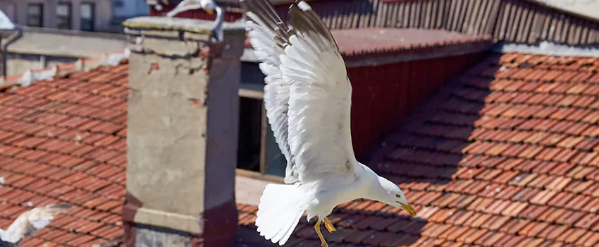 Residential Chimney Animal Removal Solution in Edwardsville, IL